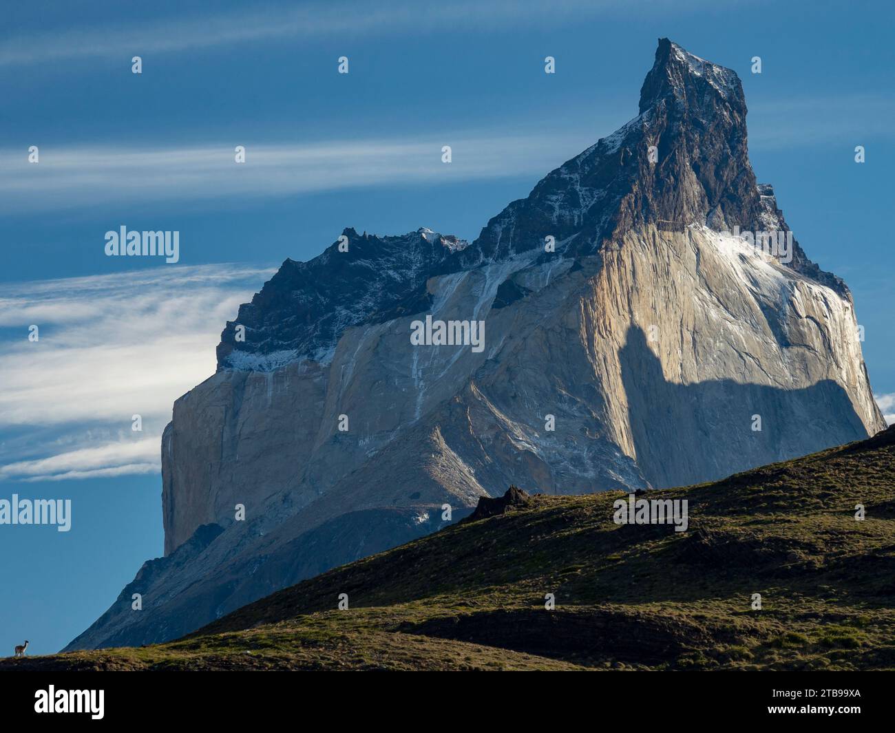 Lone Guanaco (Lama guanicoe) is dwarfed by the mountains in Torres del ...