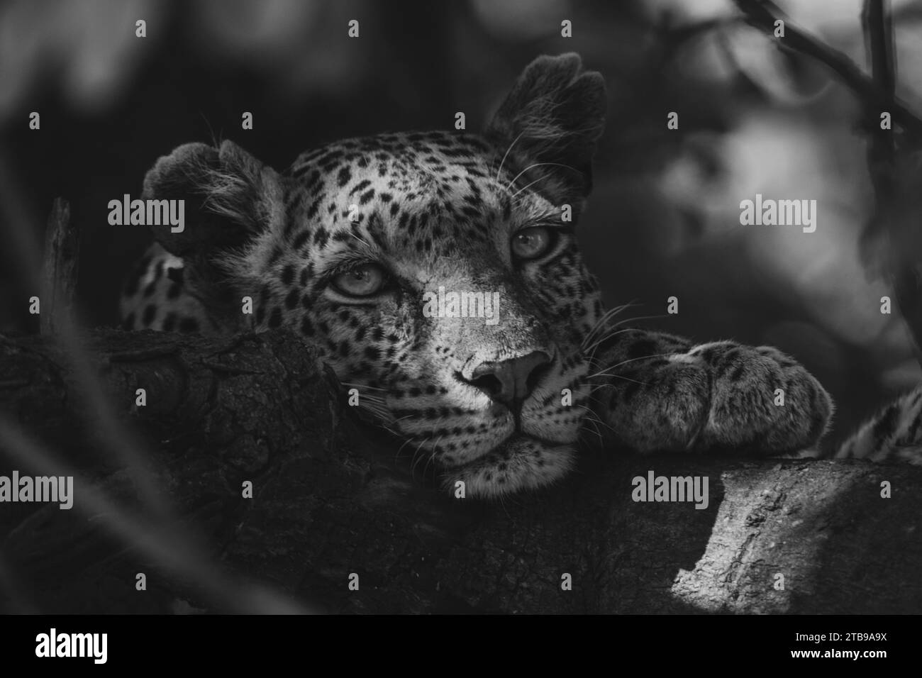 Mono shot of a close-up, portrait of a female leopard (Panthera pardus