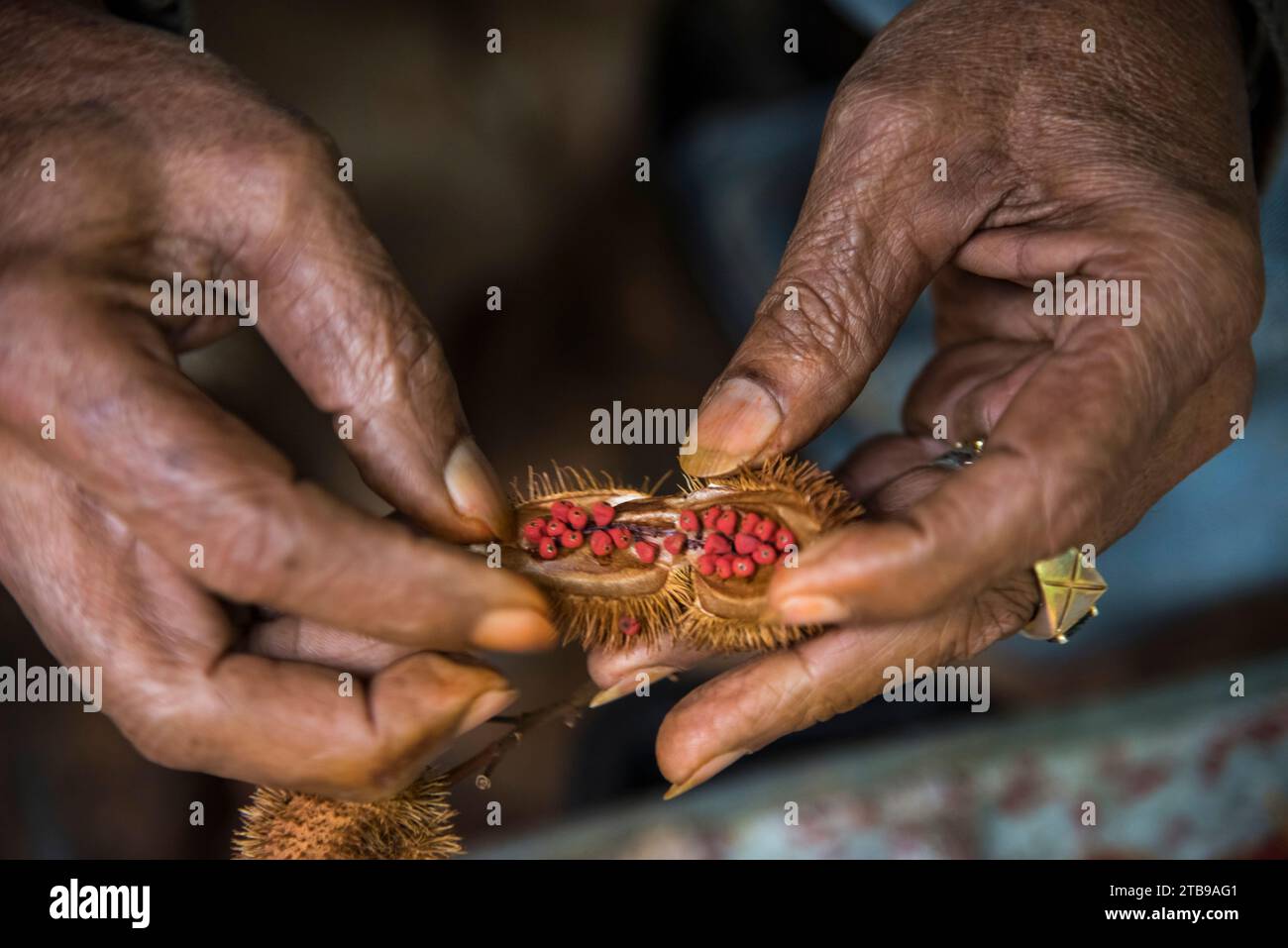 At an organic farm, annatto seeds are harvested to use to color rice to make it yellow; Cuba Stock Photo