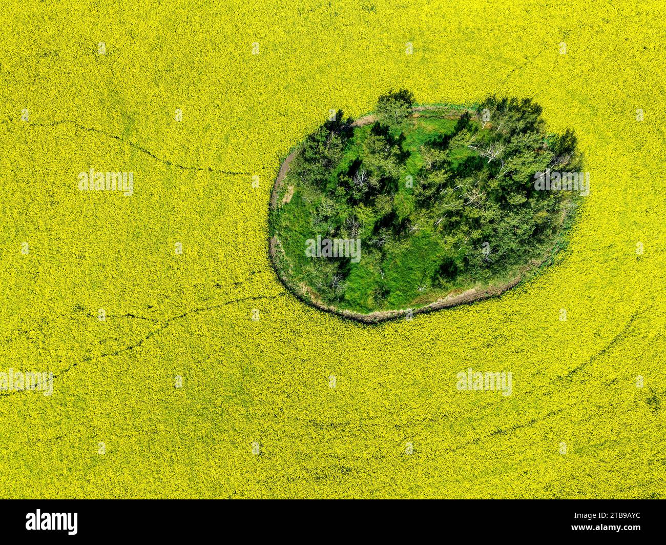 Aerial view, looking straight down at a grouping of green trees in a ripe golden canola field, west of Calgary, Alberta; Alberta, Canada Stock Photo