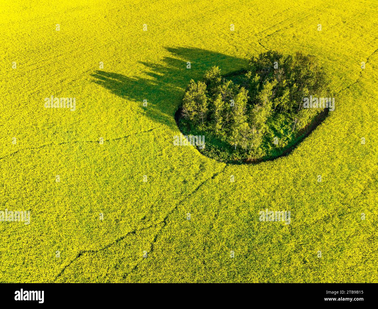 Aerial view, looking straight down at a grouping of green trees in a ripe golden canola field, west of Calgary, Alberta; Alberta, Canada Stock Photo