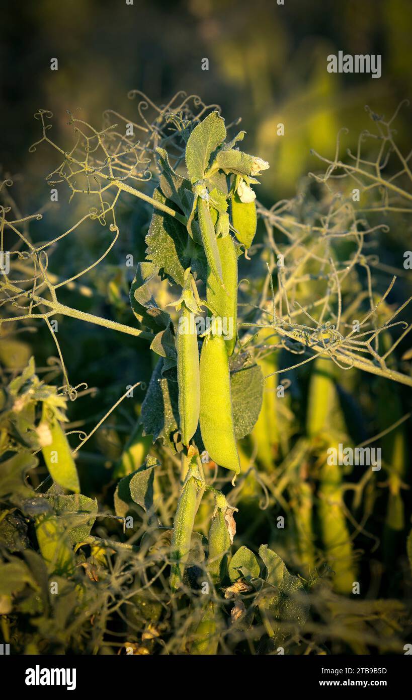 Close-up of peas (Pisum sativum) growing in a field with warm light at sunrise; East of Calgary, Alberta, Canada Stock Photo