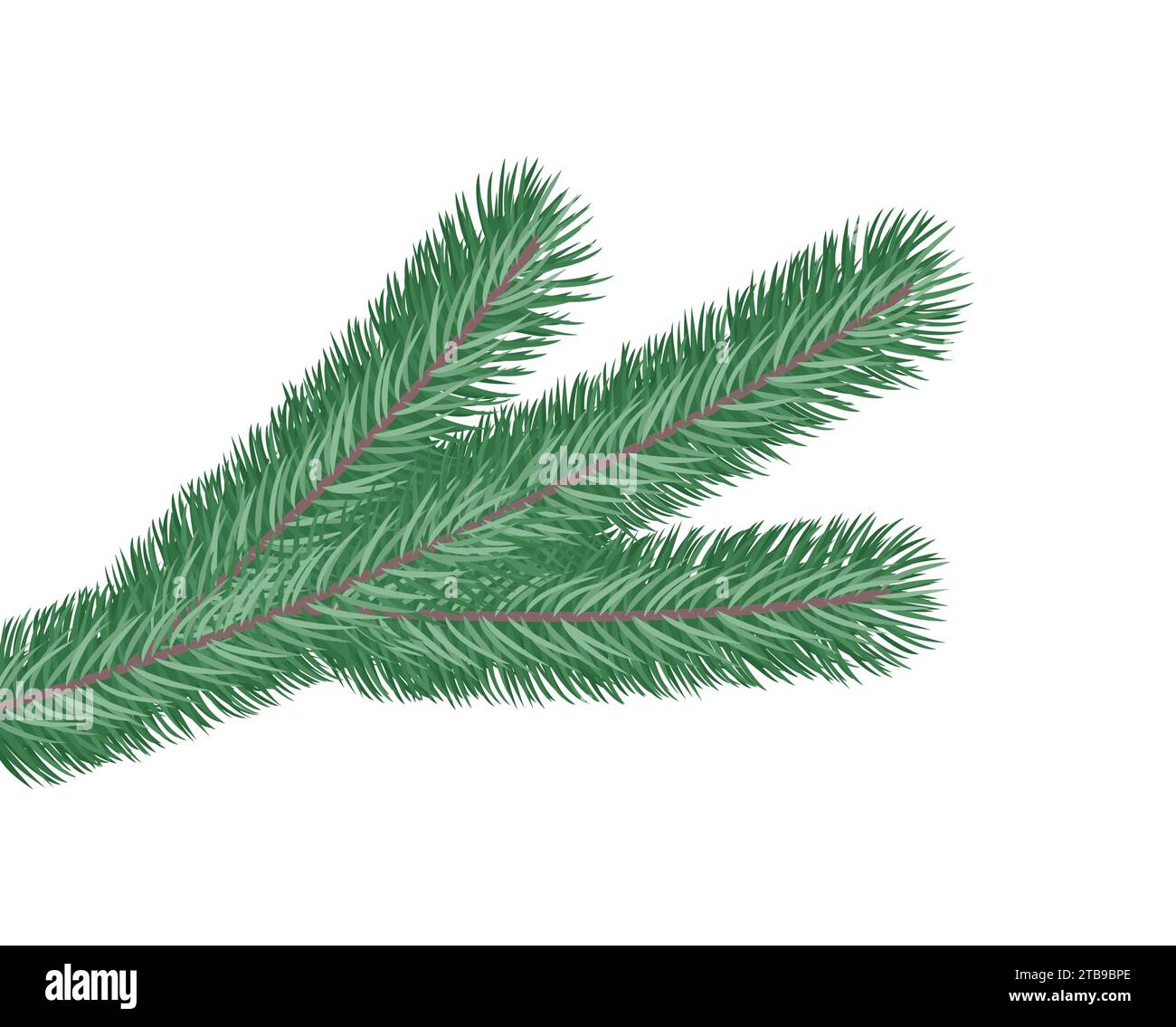 The realistic branch of the Christmas tree is isolated on a white ...