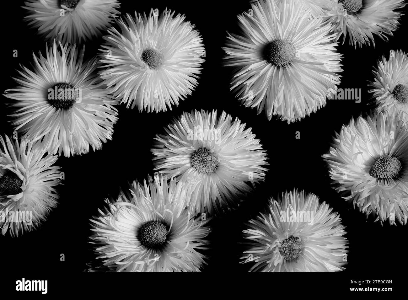 English botanic gardens Black and White Stock Photos & Images - Alamy