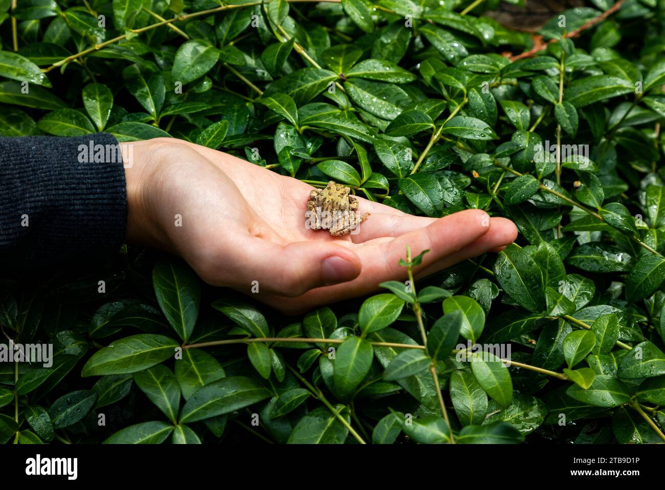 Close-up of the hand of a young boy holding a small frog against green leaves while on vacation; Sicamous, British Columbia, Canada Stock Photo