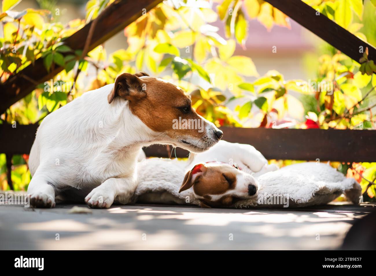 Jack russell terrier puppy on white carpet on wooden terrace close up. Dogs and pets photography Stock Photo