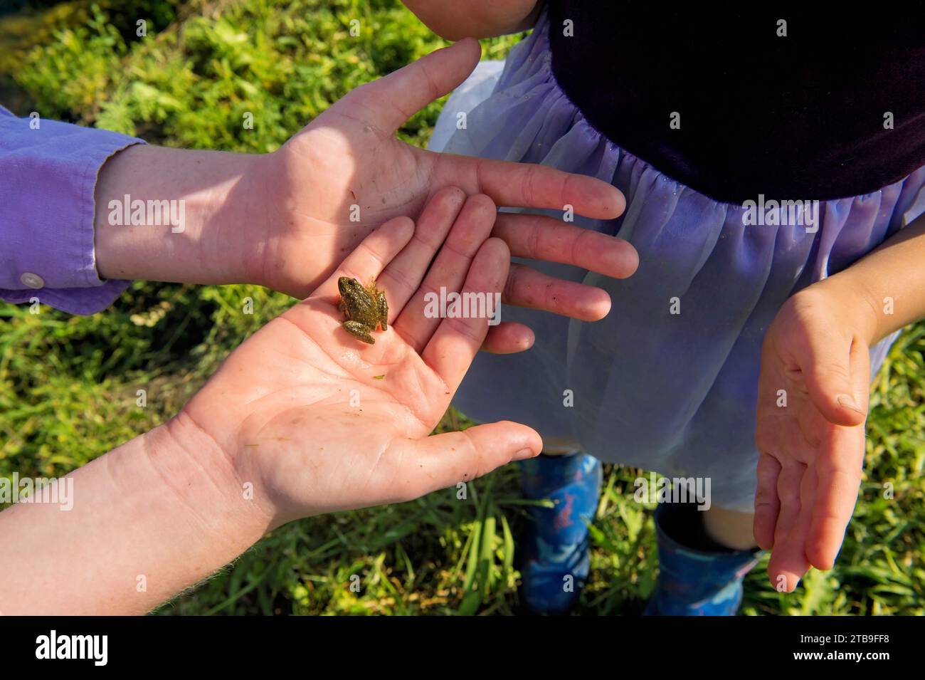 Woman holds a Blanchard's cricket frog (Acris crepitans blanchardi) in her hand; Valparaiso, Nebraska, United States of America Stock Photo