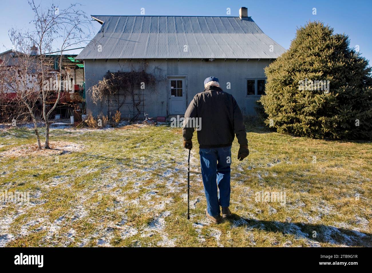 Man uses a cane to move around his farm in Nebraska, USA; Cortland, Nebraska, United States of America Stock Photo