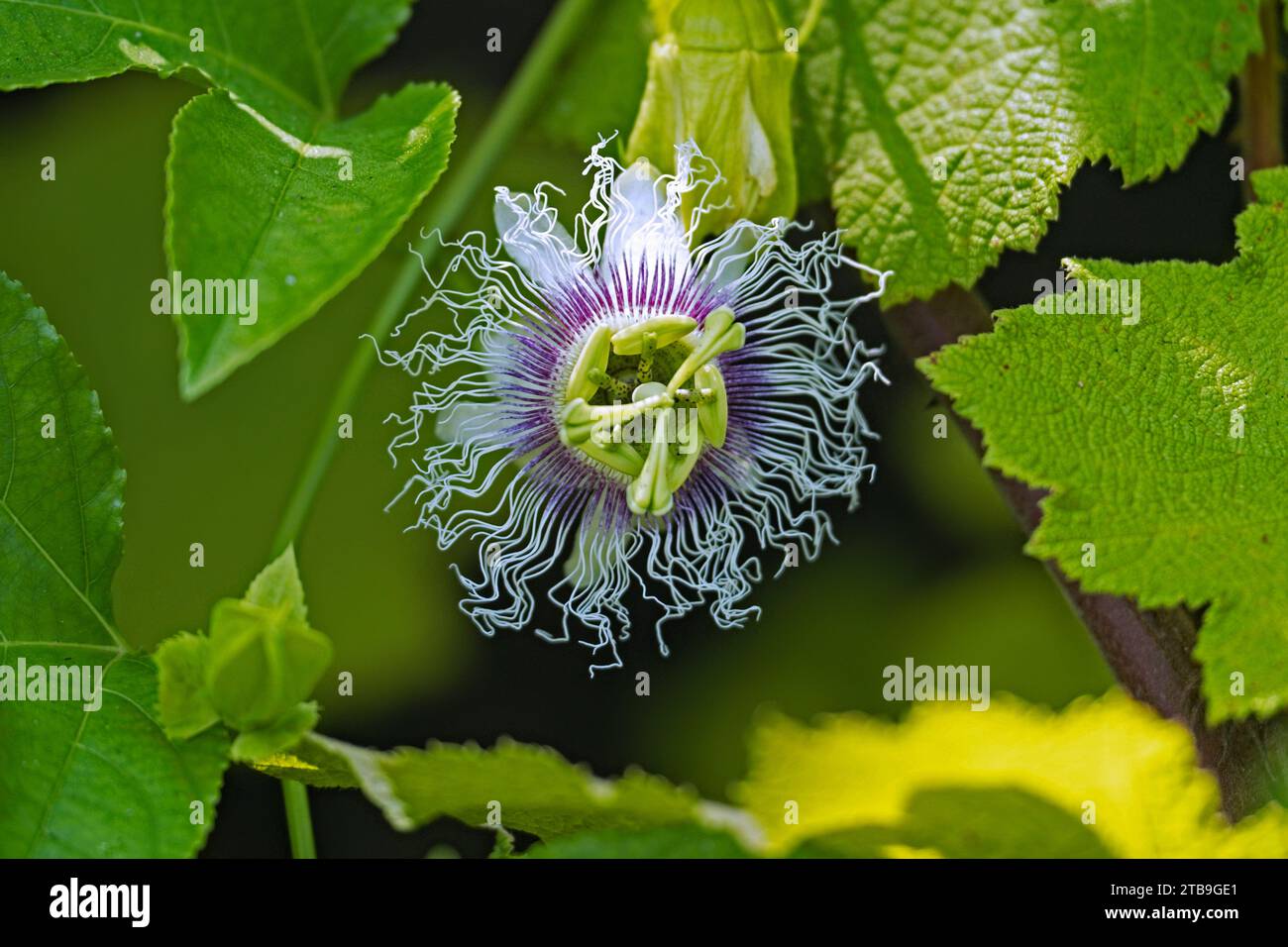 Close-up of flowering passion fruit (Passiflora edulis) vine species of passion flower native to southern Brazil, South America Stock Photo