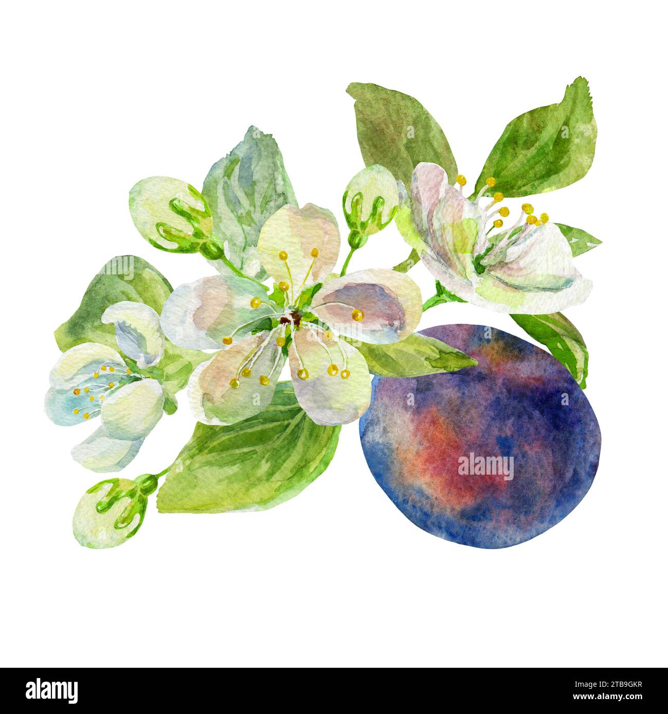 The branch of the plums with leaves and flowers on an isolated on a ...