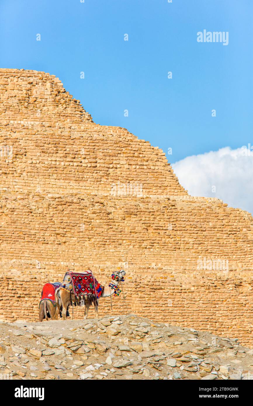 Two passenger camels waiting at the bottom of the Step Pyramid of Djoser against a blue sky, the Oldest Known Pyramid, located in the archaeologica... Stock Photo