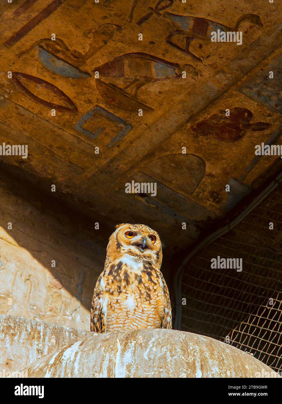 Close-up of a Pharaoh Desert Eagle Owl (Bubo ascalaphus), one of the sacred symbols of Egyptian hieroglyphs, perched under a stone ceiling with bas... Stock Photo