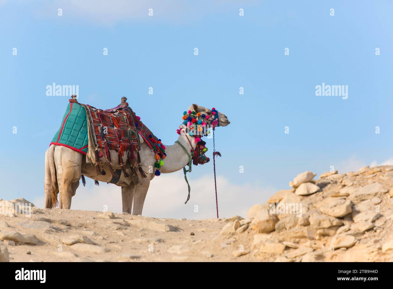 Decorated camel at the Step Pyramid of Djoser, the oldest known traditional travel in Saqqara, Egypt; Saqqara, Egypt Stock Photo