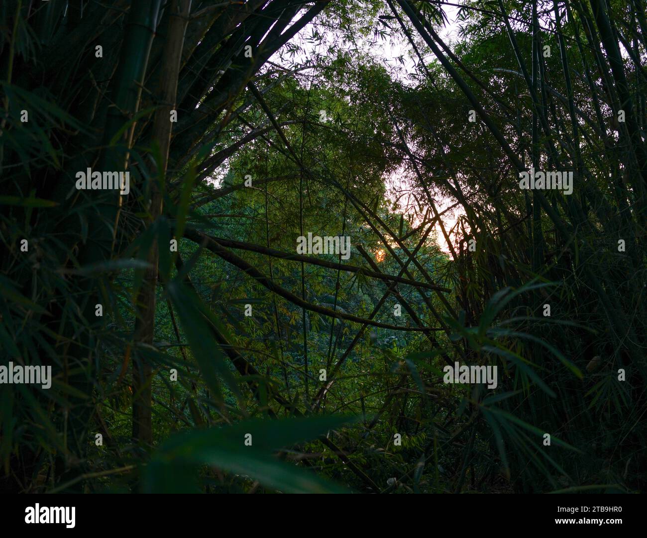 bamboos imbroglio Stock Photo
