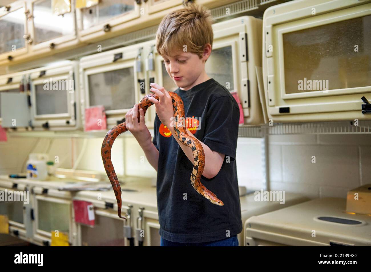 Young boy holds a corn snake (Pantherophis guttatus); Omaha, Nebraska, United States of America Stock Photo