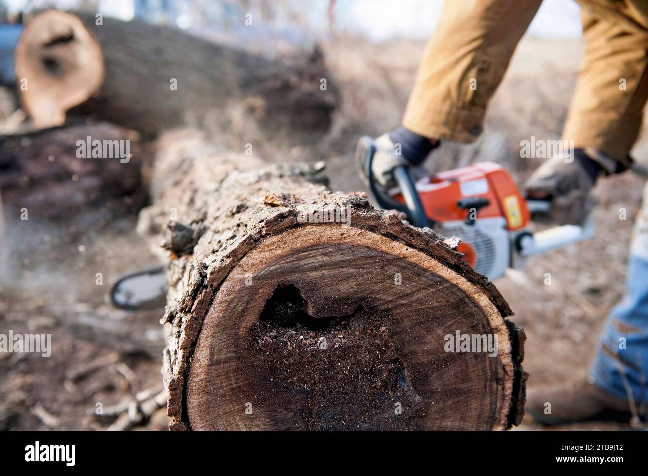 Man uses a chainsaw to cut a log; Ceresco, Nebraska, United States of America Stock Photo