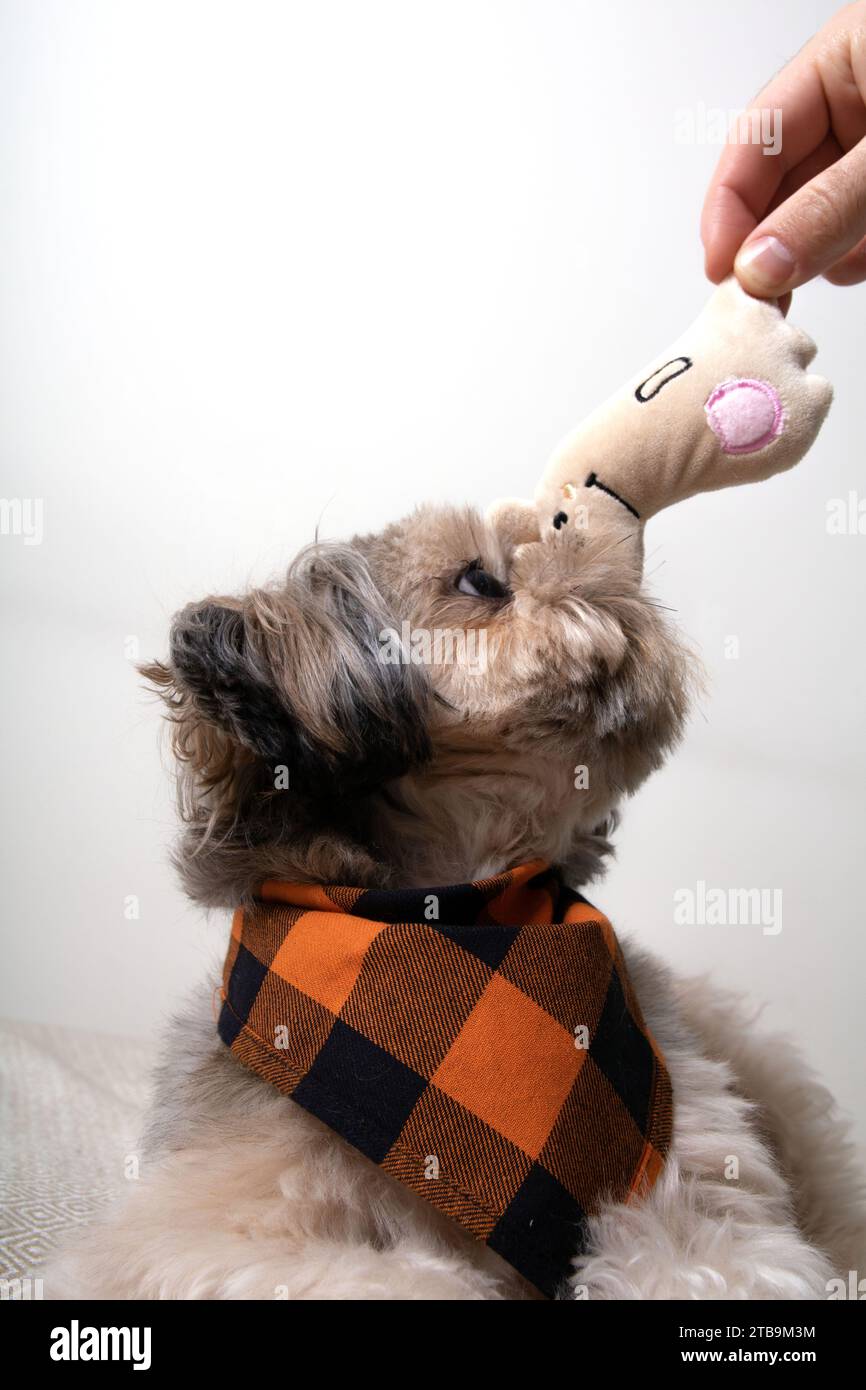 photography, dog, pet, shih tzu, animal, looking, toy, color image, indoor, small, mammal, one animal, no people, domestic animals, purebred dog, anim Stock Photo