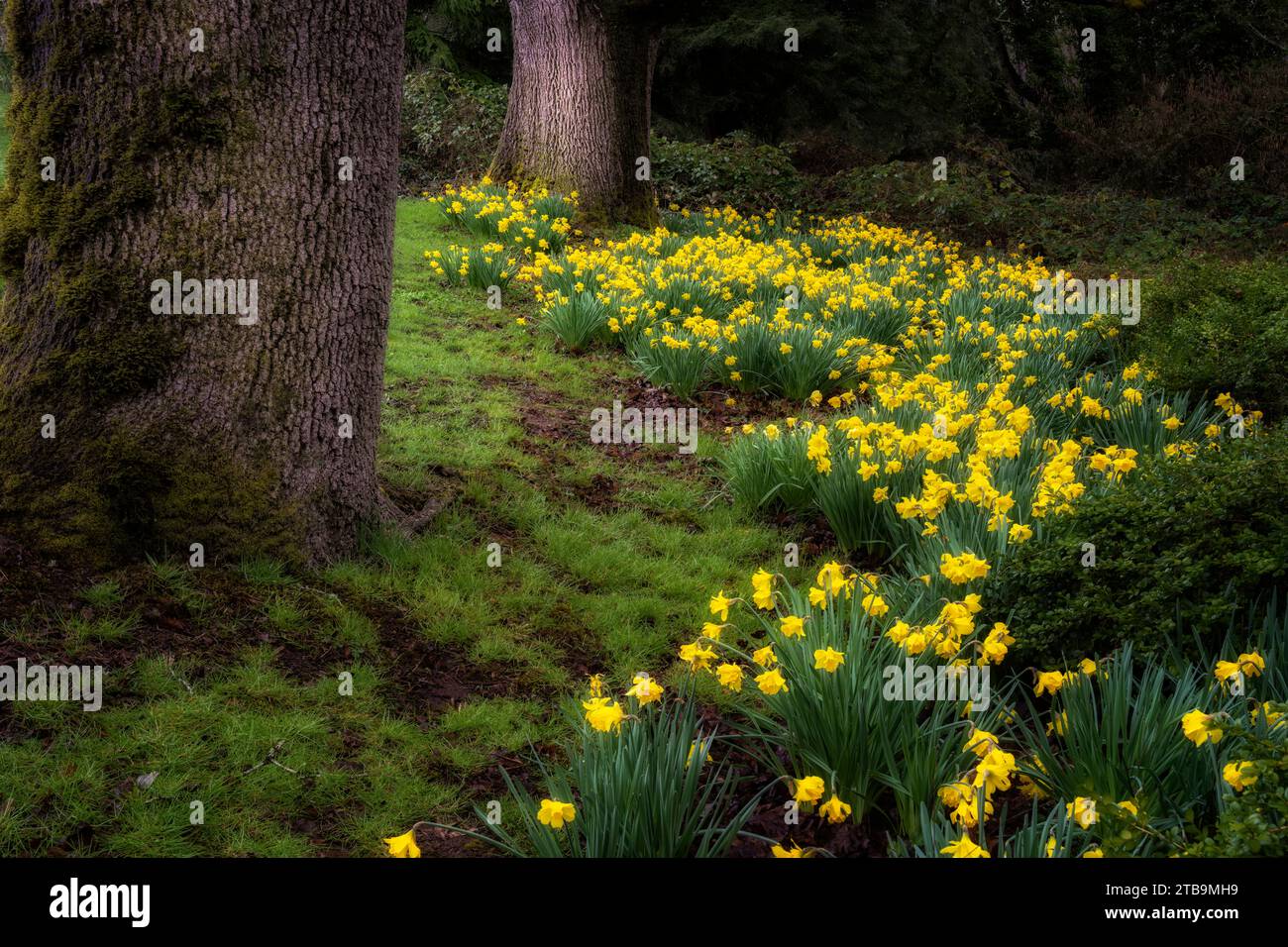 Dafodils and fog with large oak tree. Wilsonville, Oregon Stock Photo