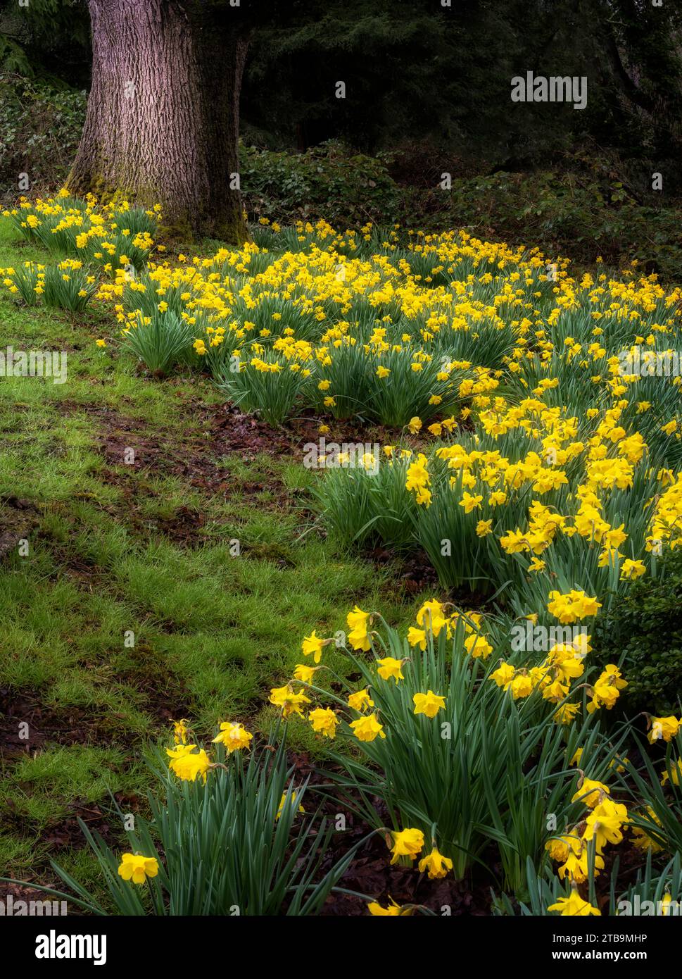 Dafodils and fog with large oak tree. Wilsonville, Oregon Stock Photo