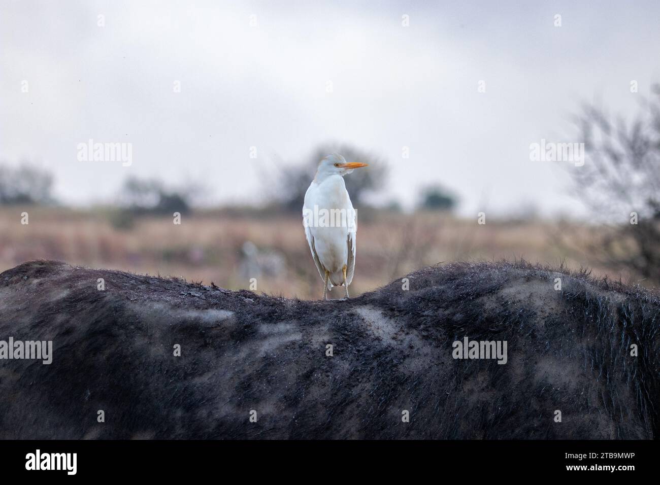 A Cattle egret on the back of an African buffalo Stock Photo