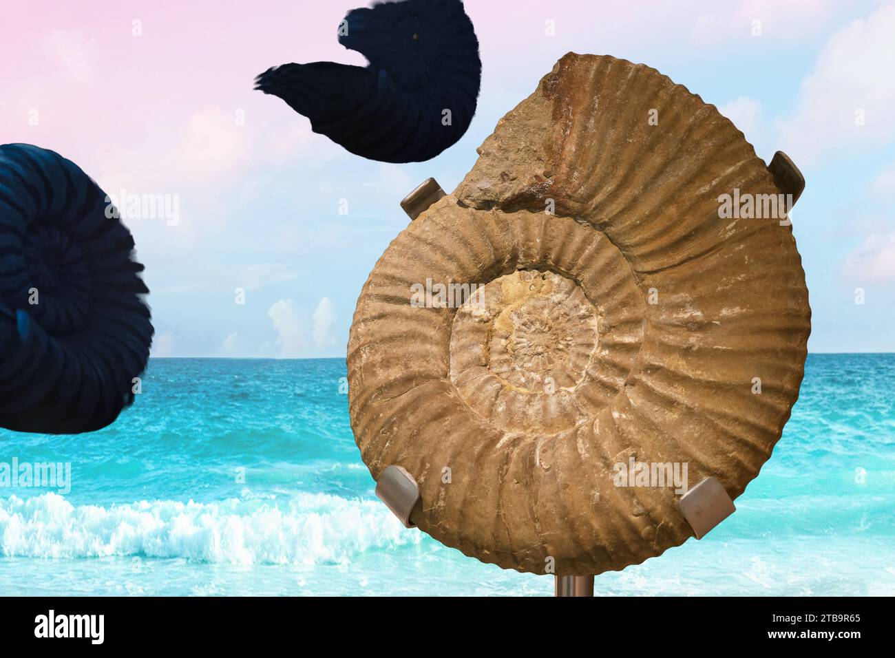 shell snail ancient animal fossil beautiful cephalopod paleontology