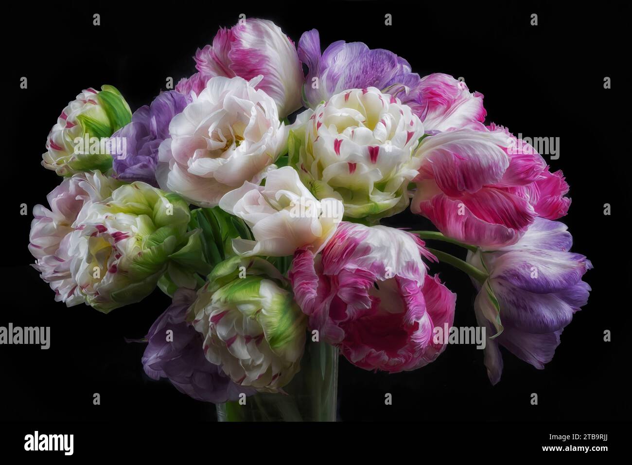 Parrot Tulip flower arrangment Stock Photo