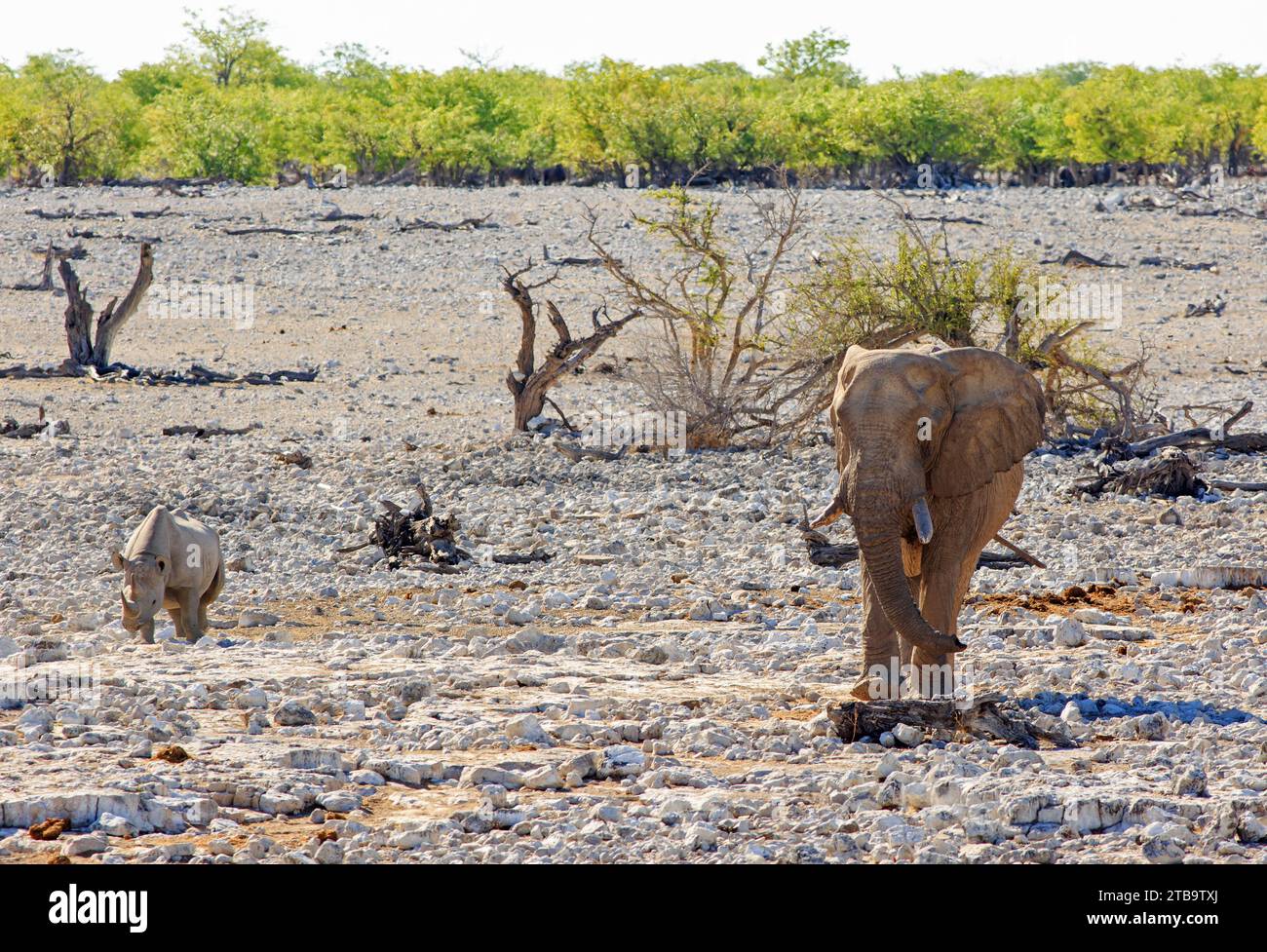 A large African Elephant and a Black Rhinoceros walking close to eachother in Etosha National Park, Namibia -  heat haze is visible Stock Photo