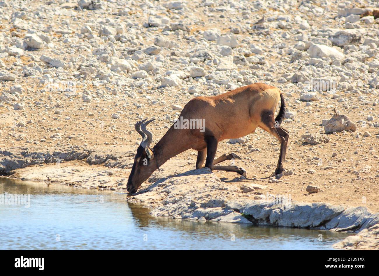 Red Hartebeest kneeling to take a drink for a waterhole in Etosha National Park. Stock Photo