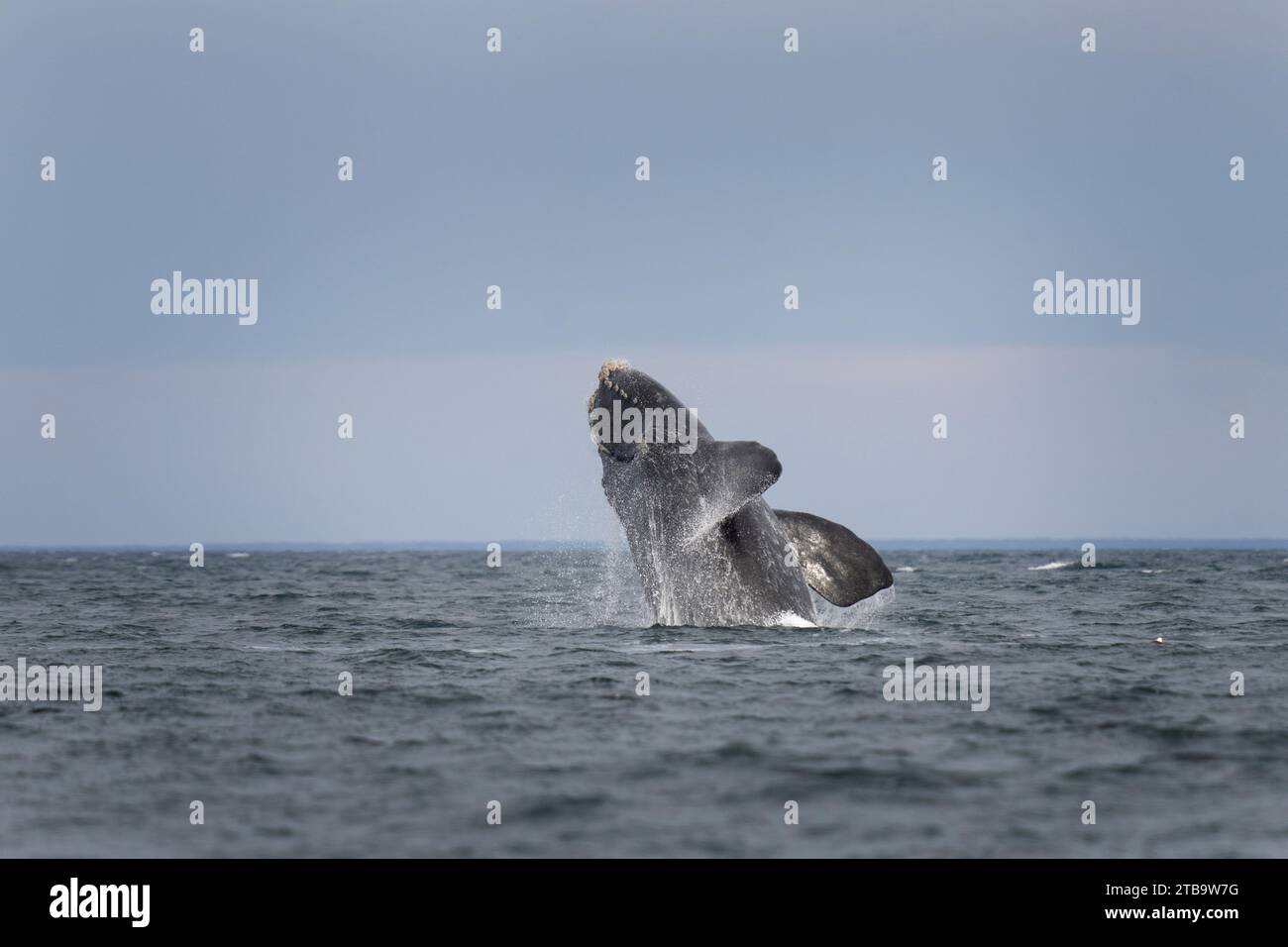 Southern right whale is breaching around the Valdés peninsula. Rare