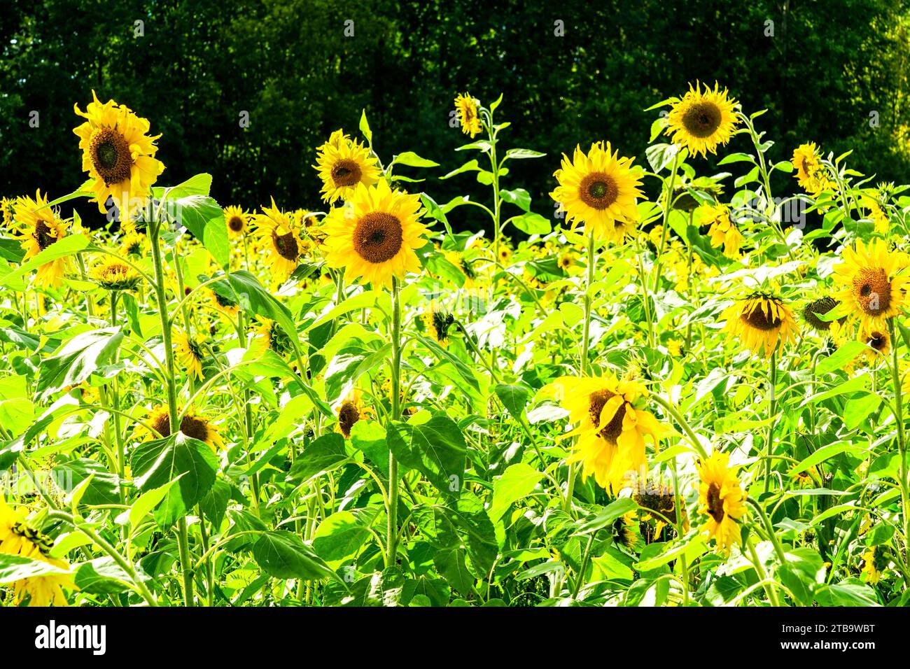 Bright field yellow flowers hi-res stock photography and images - Alamy
