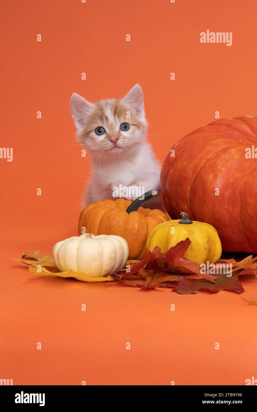 White and ginger cat, kitten sitting on a pumpkin in a still life ...