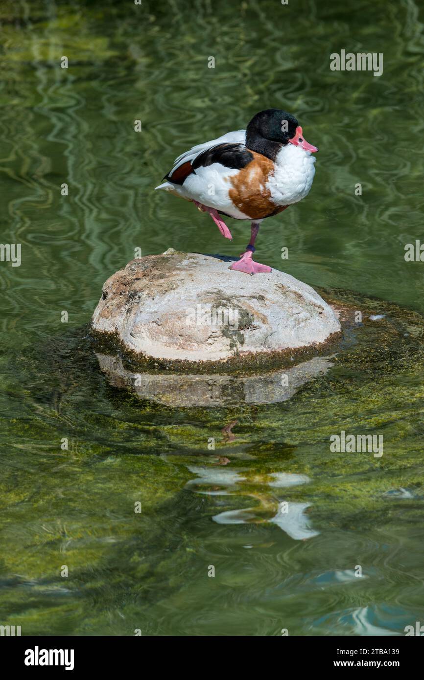 Empty duck pond hi-res stock photography and images - Alamy