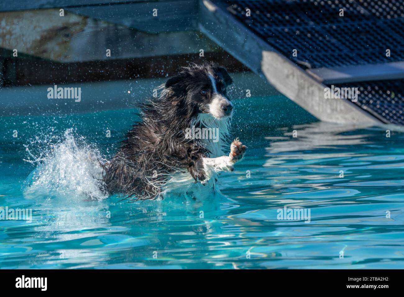 Border collie landing in a swimming pool and swimming Stock Photo - Alamy