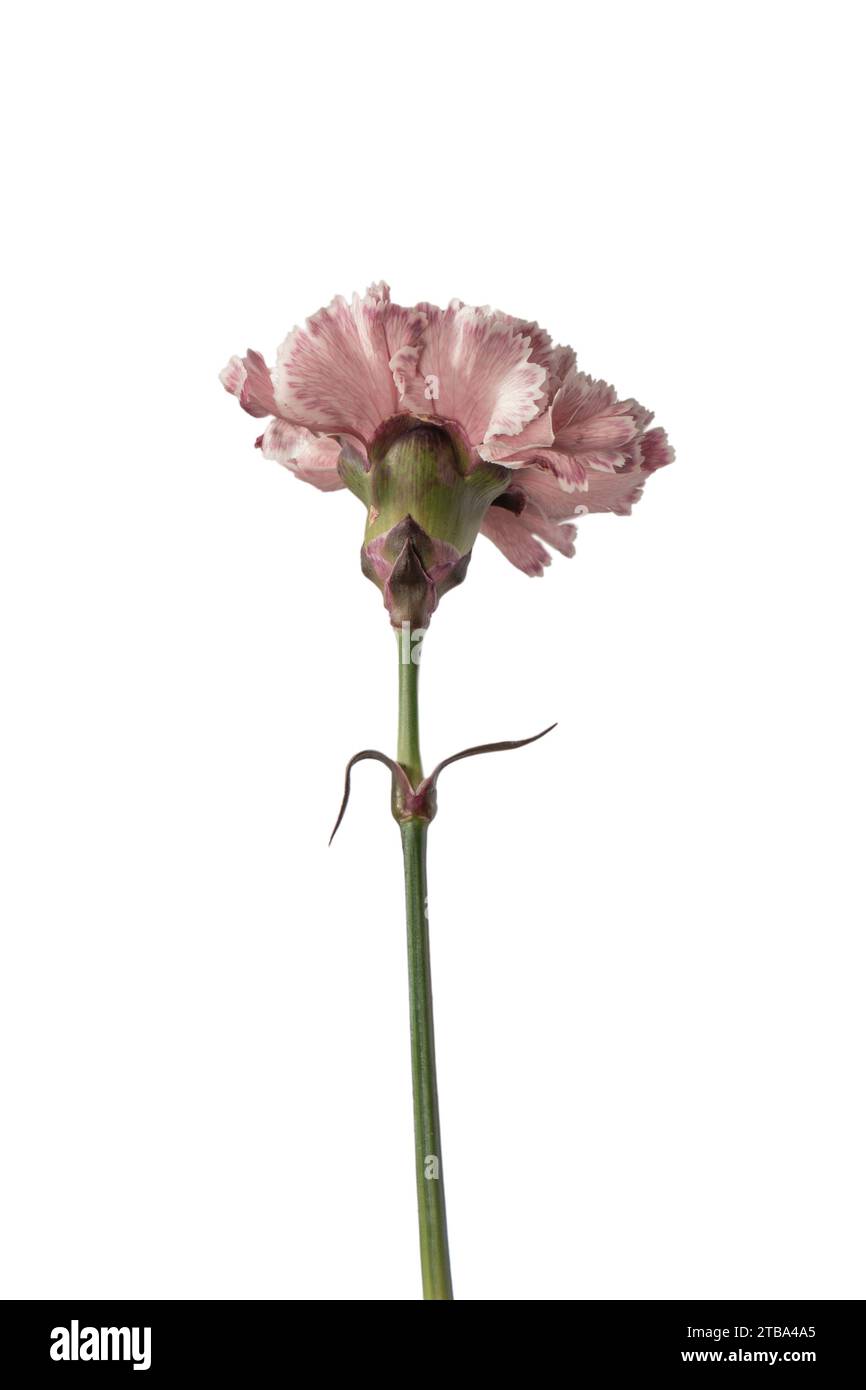 Pink beautiful carnation flower isolated on a white background Stock ...