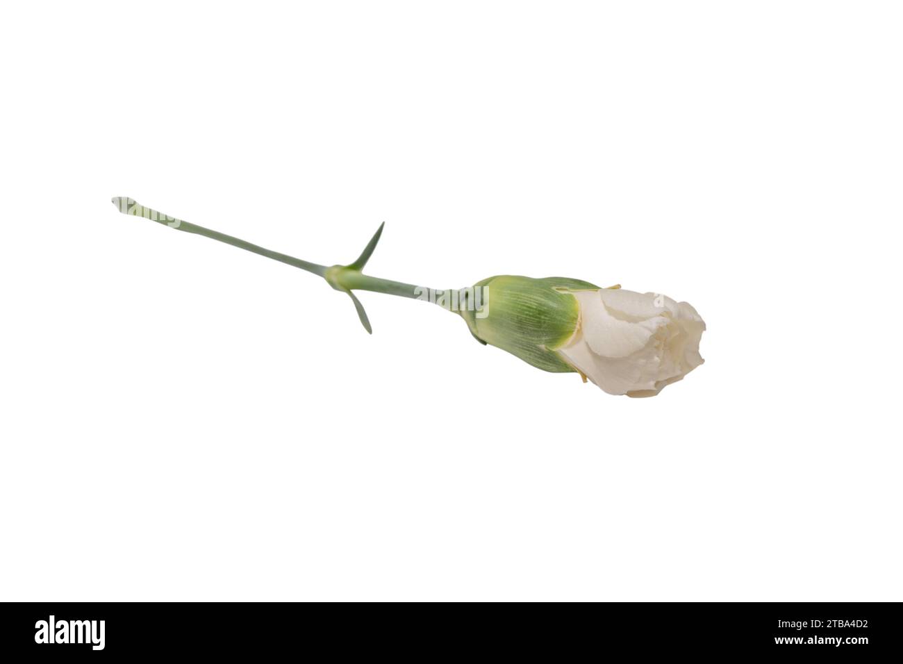 White beautiful carnation flower isolated on a white background Stock ...