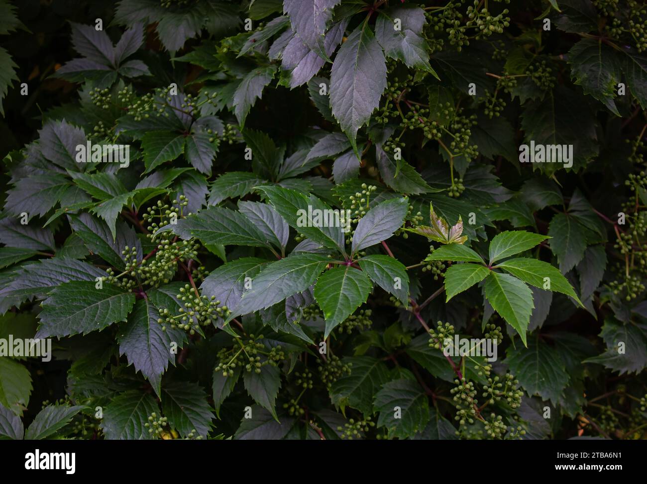 Green Virginia Creeper Parthenocissus quinquefolia var. Murorum in the garden background. Leafy green texture. Virginia creeper or five leaves ivy cli Stock Photo