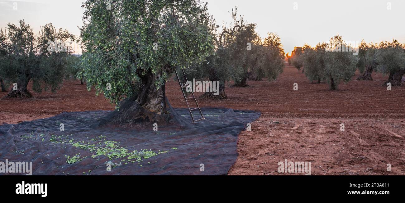 Empty stepladder collecting olives at dawn. Table olives harvest season scene Stock Photo