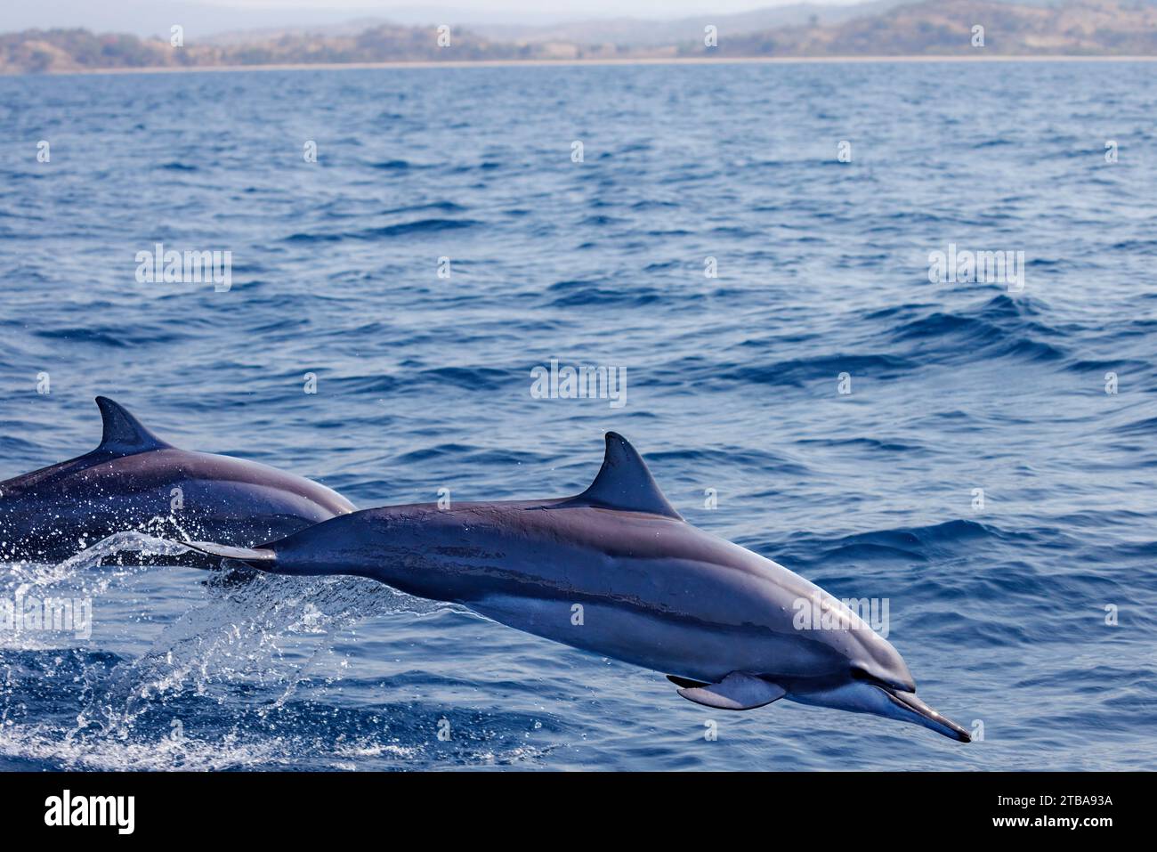 Spinner dolphin, Stenella longirostris, leap into the air of Timor-Leste. Stock Photo