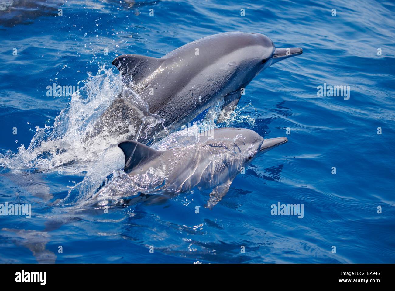 Spinner dolphin, Stenella longirostris, leap into the air off The Democratic Republic of Timor-Leste. Stock Photo