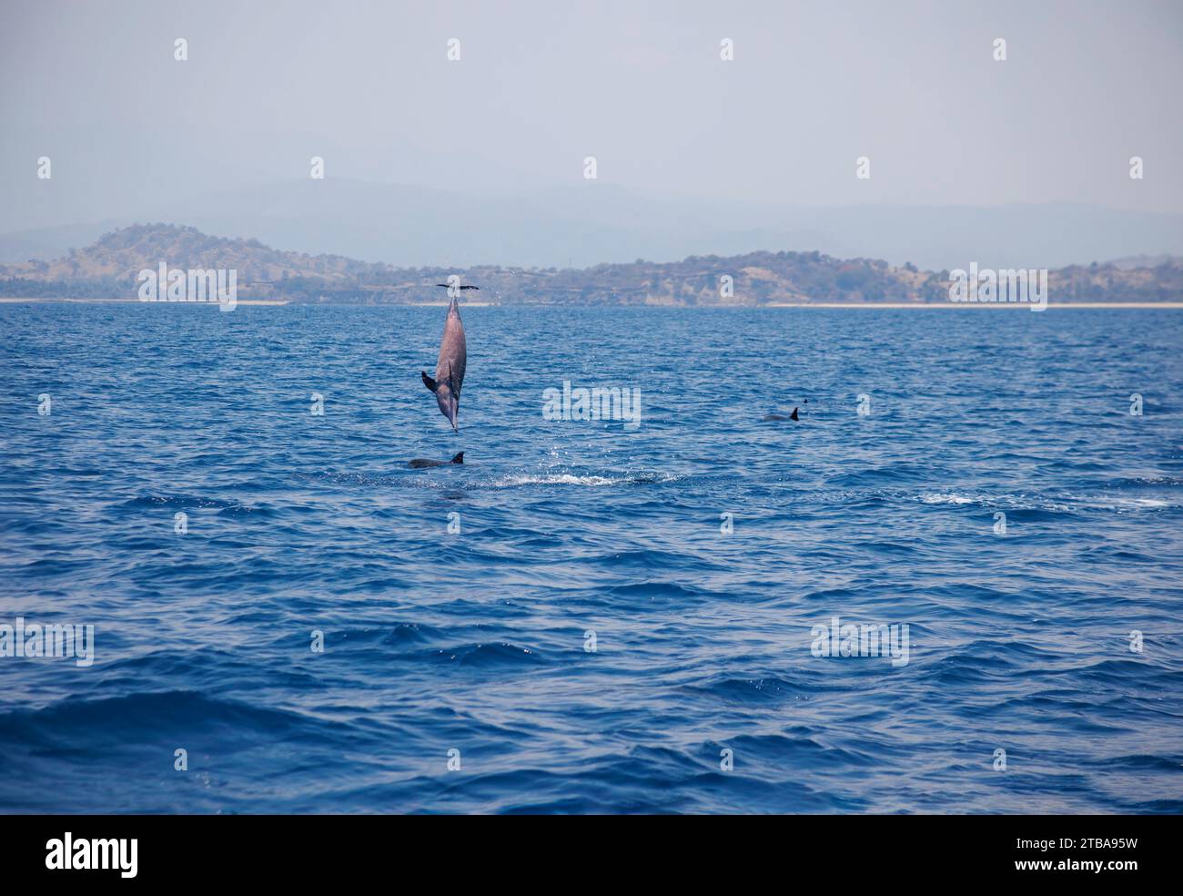 Spinner dolphin, Stenella longirostris, leaps and spins into the air off The Democratic Republic of Timor-Leste. Stock Photo