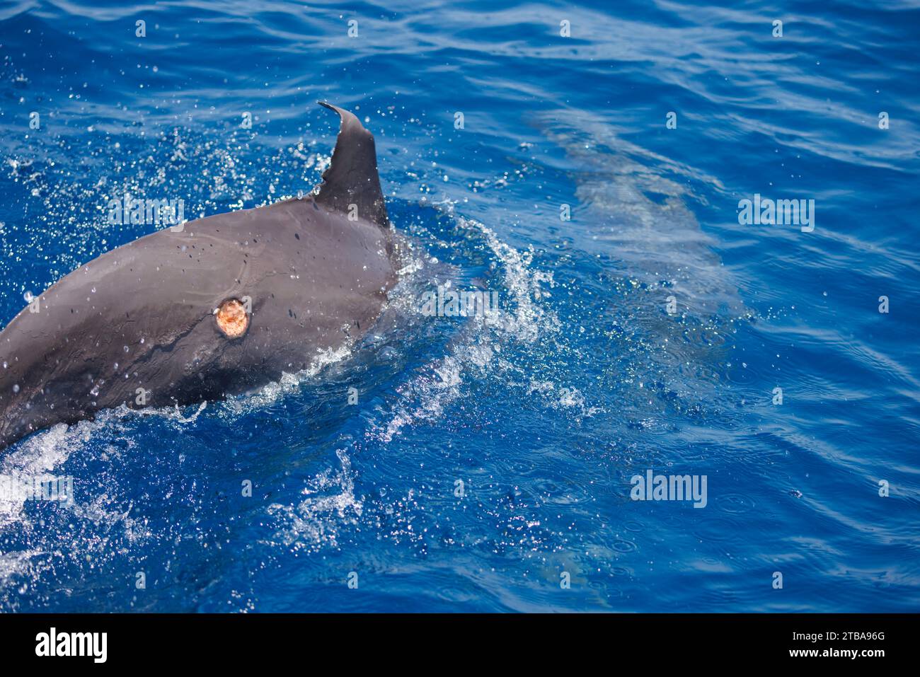 Gray's Spinner Dolphin or Hawaiian Spinner Dolphin, Stenella longirostris, with a cookie cutter shark wound, Isistius brasiliensis, off The Democratic Stock Photo