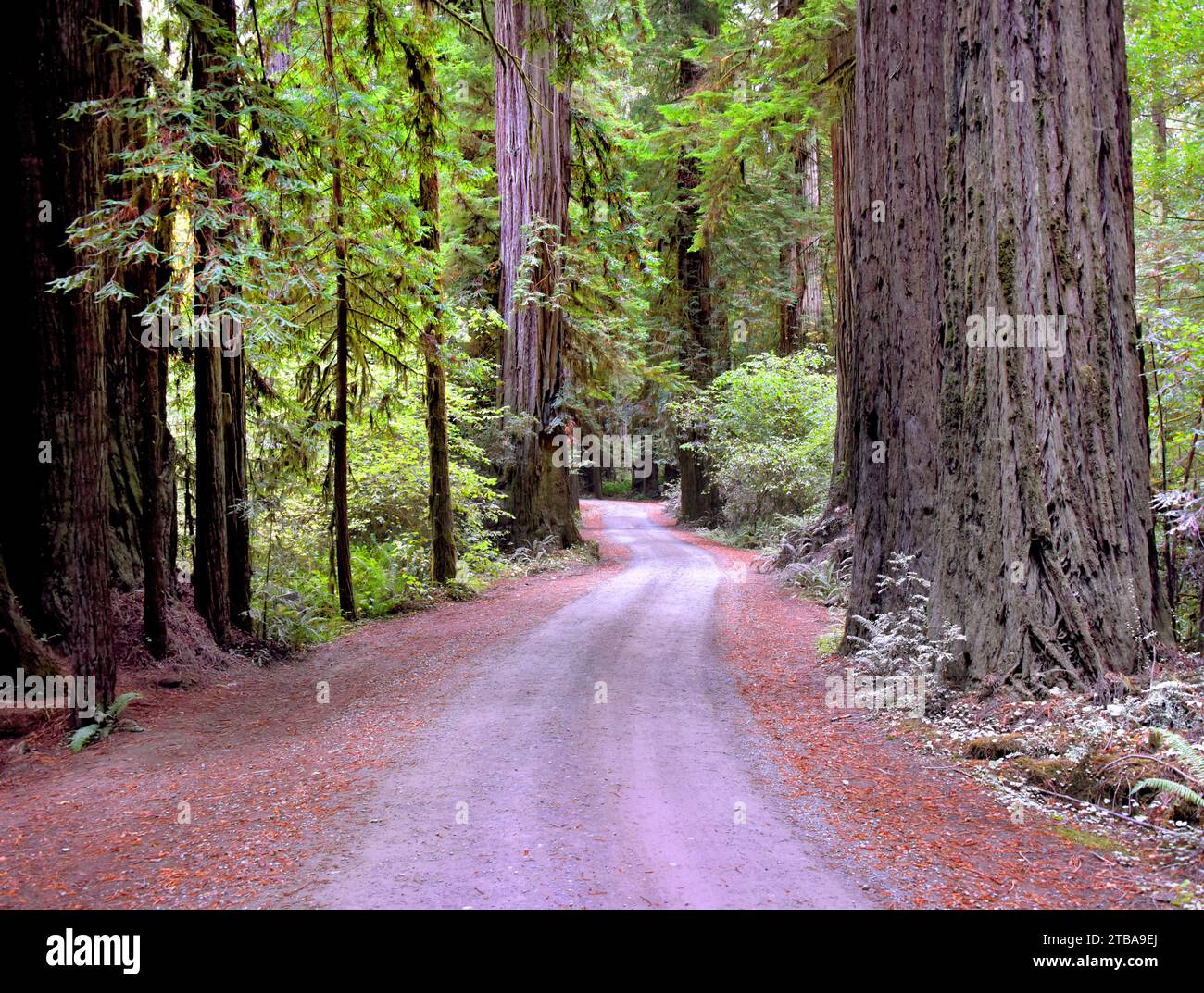 Curvy dirt road traverses between the huge redwoods of Redwood National Forest in California. Stock Photo