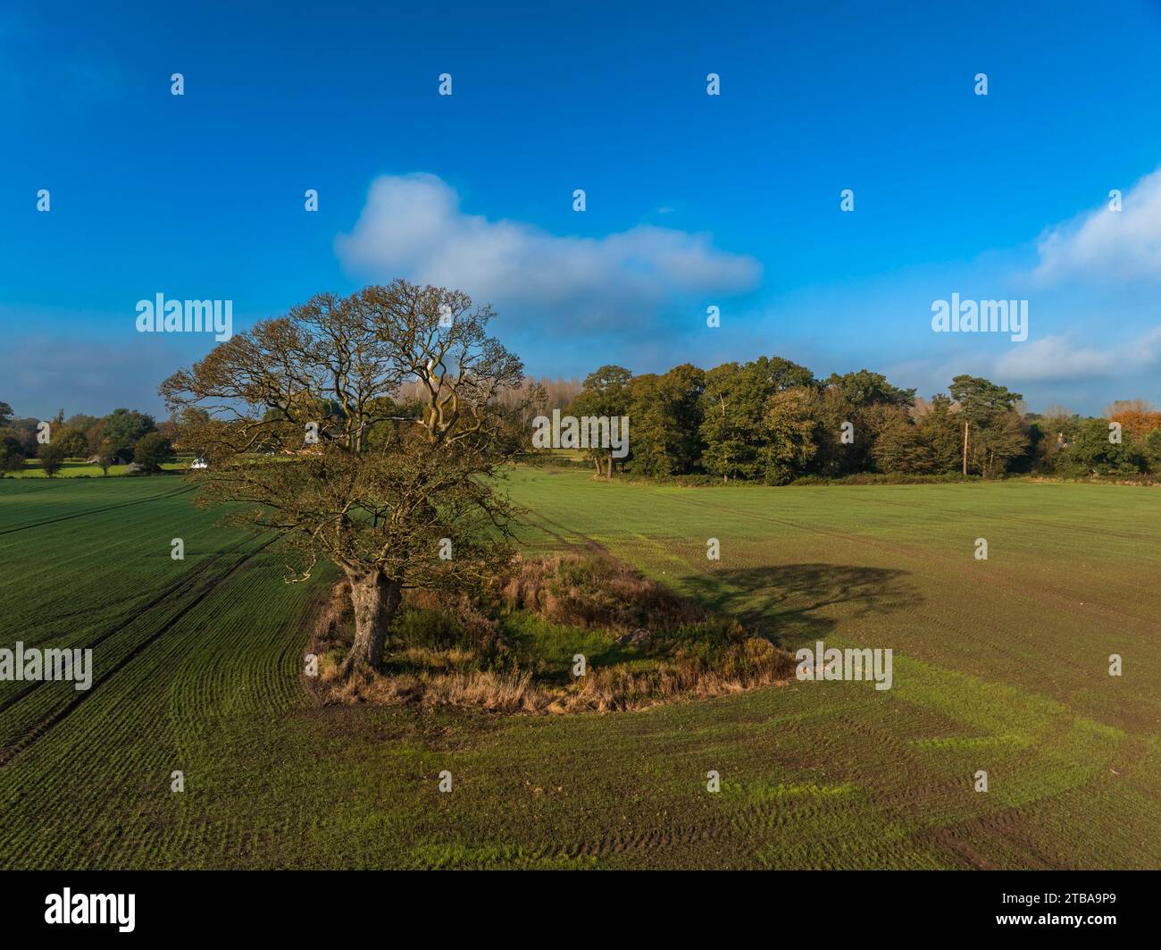 Aerial View of Solitary Tree in Meadow, Cheshire, England 2 Stock Photo