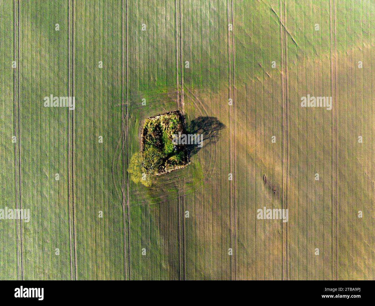 Aerial View of Solitary Tree in Meadow, Cheshire, England 1 Stock Photo