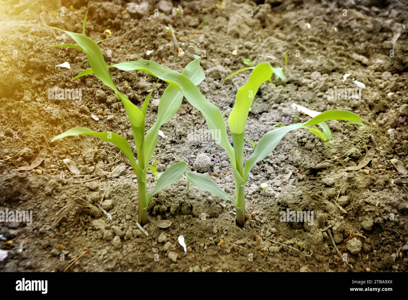 Young Plant Growing In Sunlight Stock Photo - Alamy
