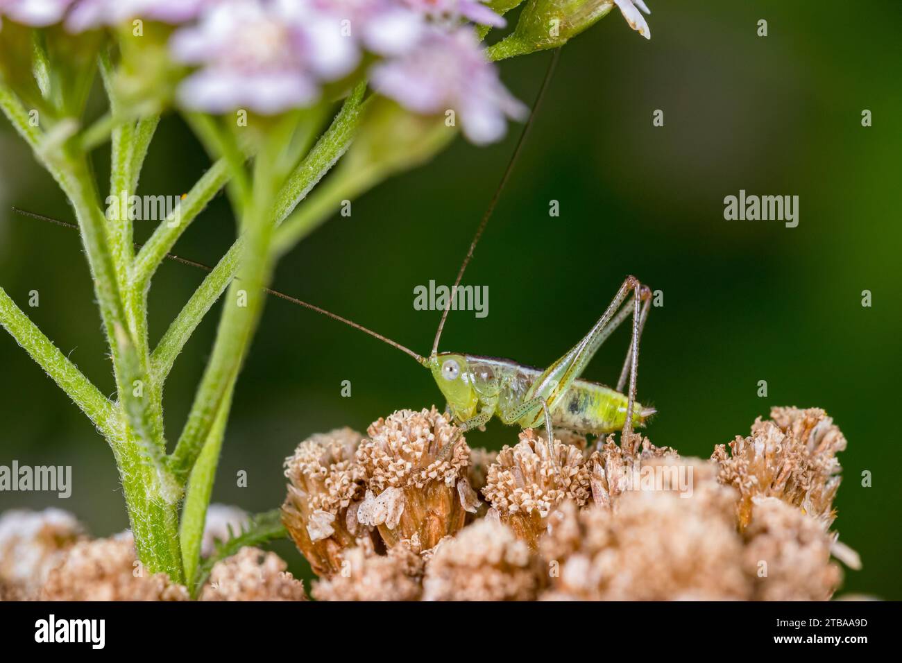 Slender Meadow Katydid on wildflower plant. Insect and wildlife conservation, agriculture and garden pest control concept. Stock Photo