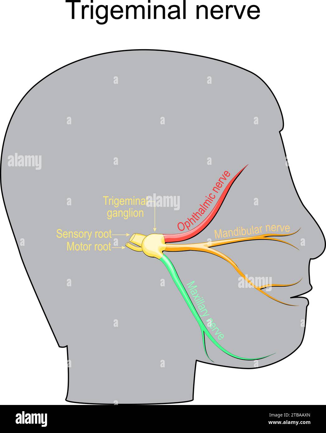 Trigeminal neuralgia. Cranial nerve. Human head with Trigeminal ganglion, Motor and Sensory root, ophthalmic, mandibular and maxillary nerves. Periphe Stock Vector