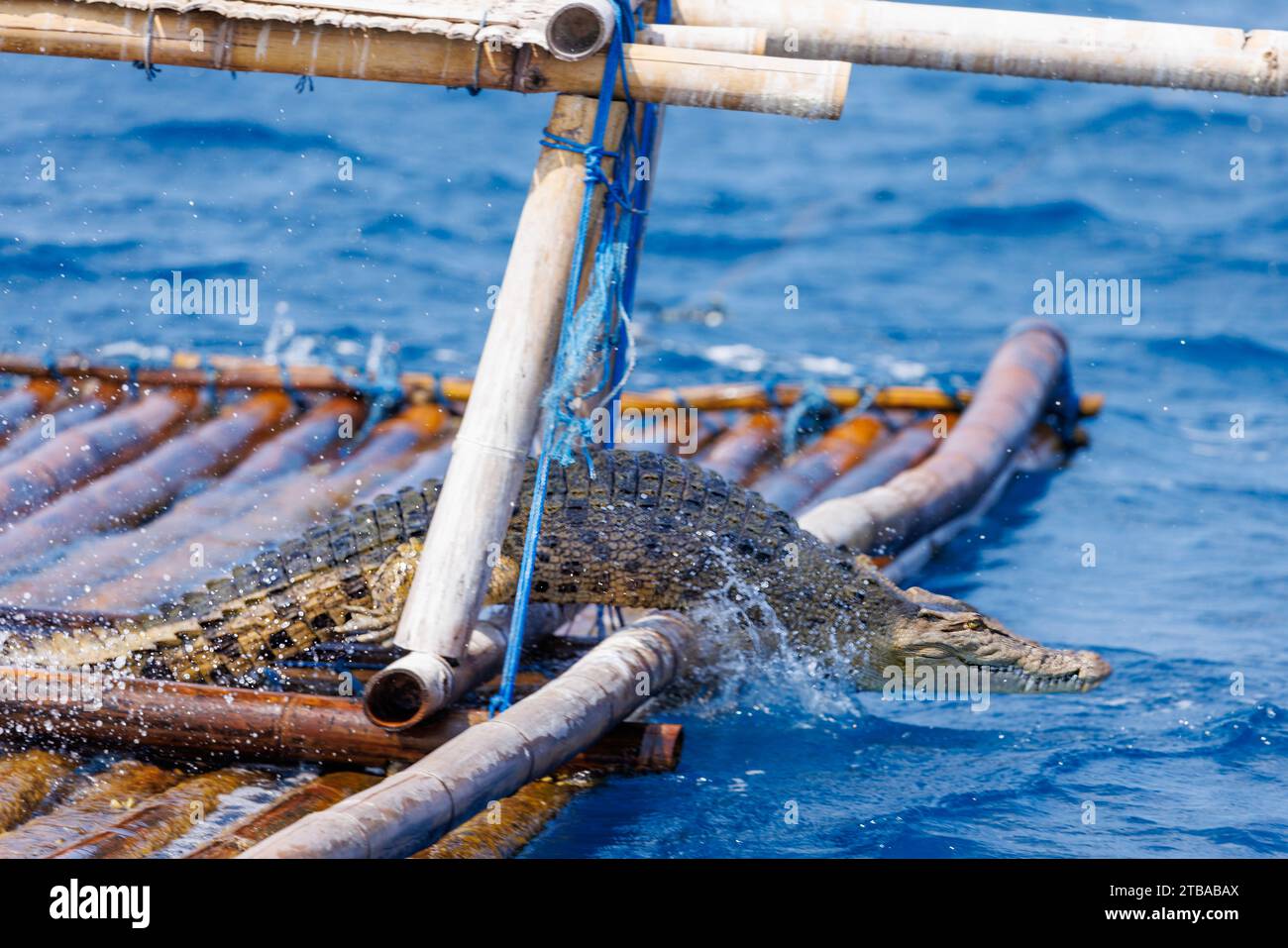 A salt water crocodile, Crocodylus porosus, jumps from a FAD or fish aggregating device, into the ocean a mile off the coast of, Baucau, The Democrati Stock Photo