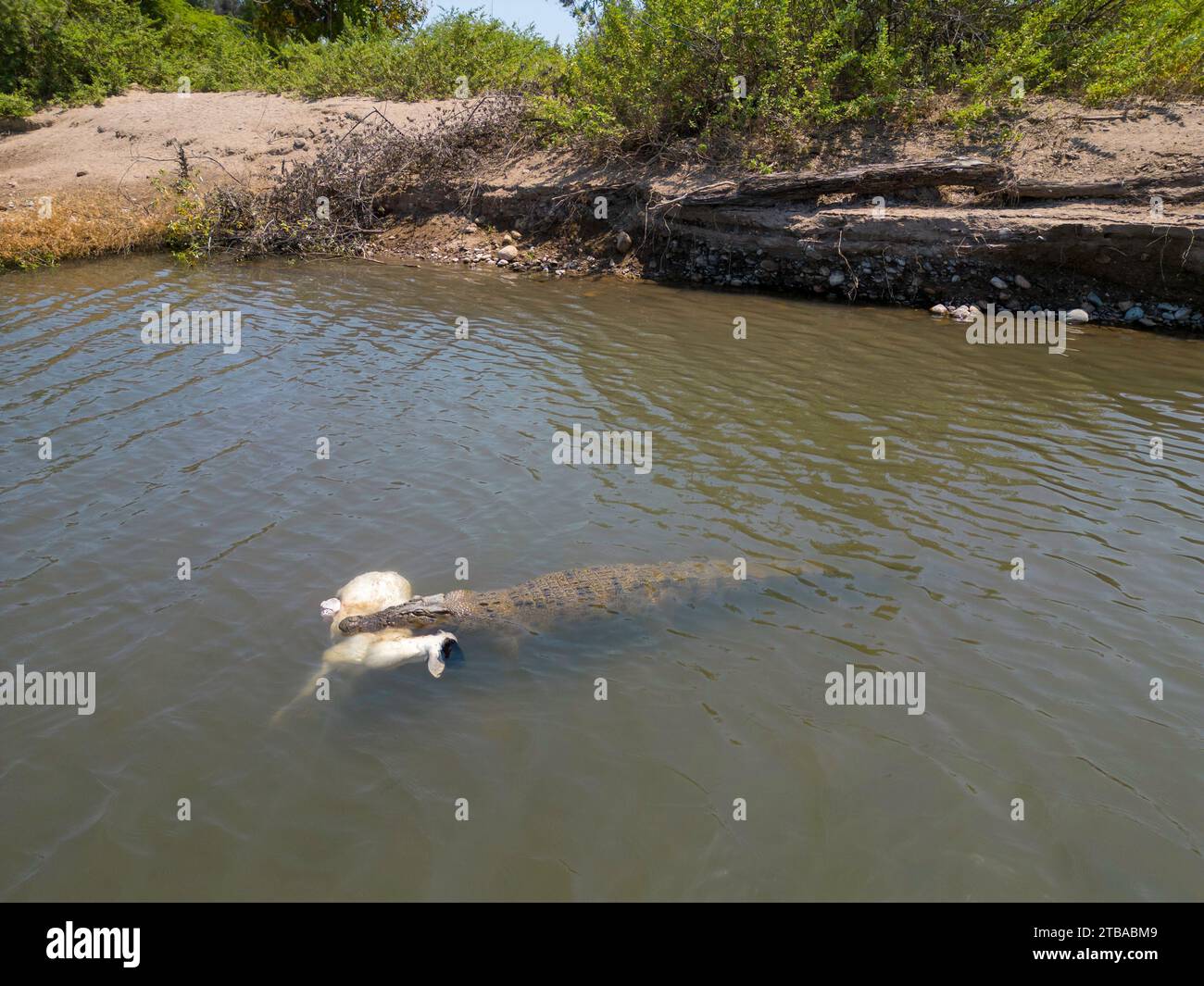 This salt water crocodile, Crocodylus porosus, snatched and killed a domestic sheep from the bank of the Maluilada River, the Democratic Republic of T Stock Photo
