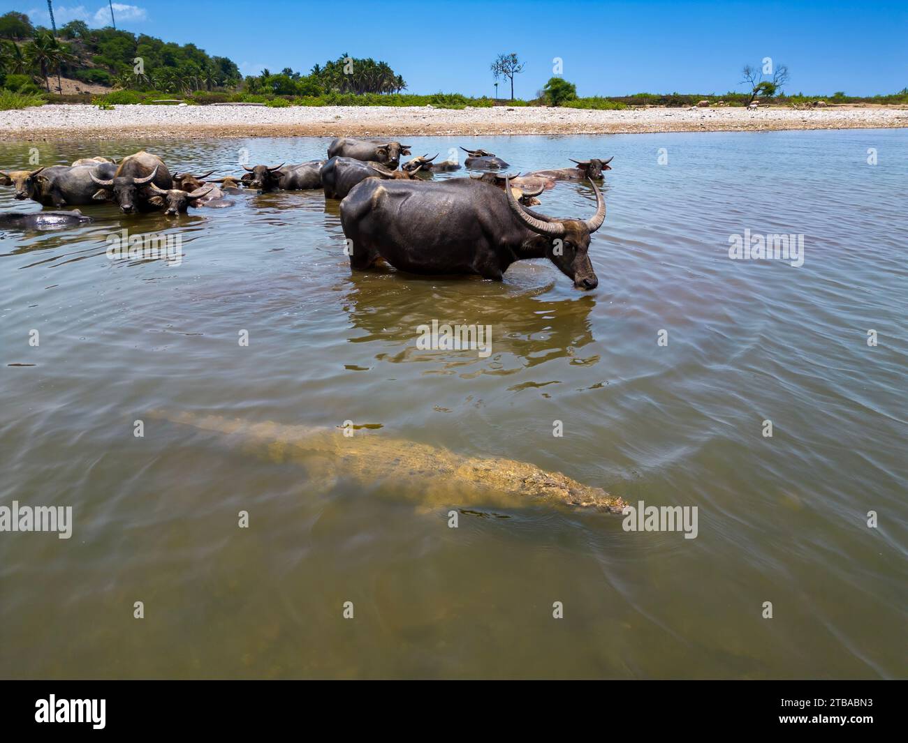 These Domestic Asian water buffalo, Bubalus arnee, are keeping a close eye on this salt water crocodile, Crocodylus porosus, they share the river with Stock Photo